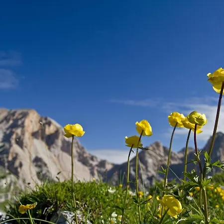 Altachhof Und - Jokercard Im Sommer Inklusive 3* Зальбах-Гінтерглемм